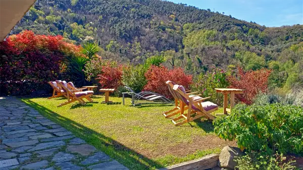 Scorcio colorato del giardino fiorito