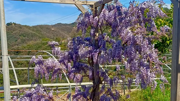 Dettaglio della fioritura del glicine in giardino
