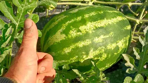 Angurie quasi pronte per il raccolto estivo