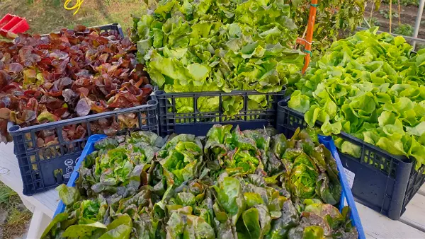 Preparazione delle insalate per la consegna