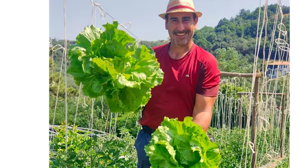 Raccolto di insalate fresche dall'orto