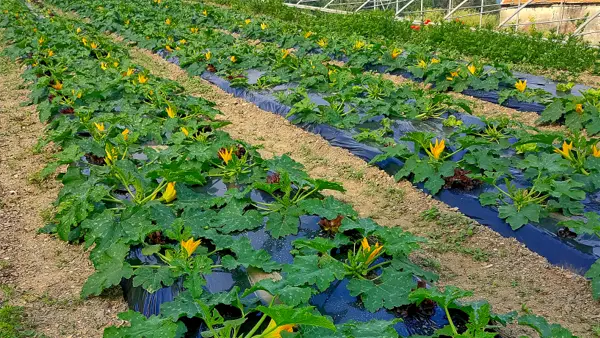 Campo di zucchine in piena produzione