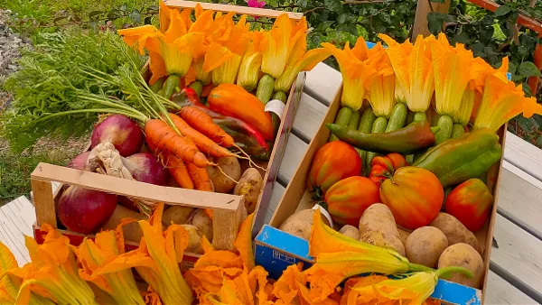 Ortaggi misti appena raccolti in cassetta