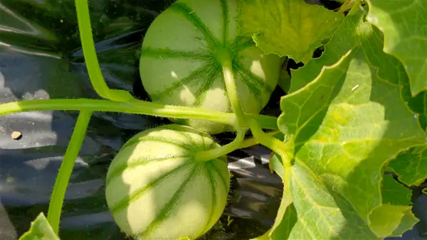 Meloni che crescono al sole