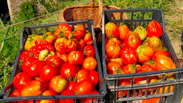 Pomodori appena raccolti