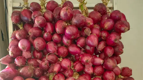 Trecce di cipolle intrecciate a mano